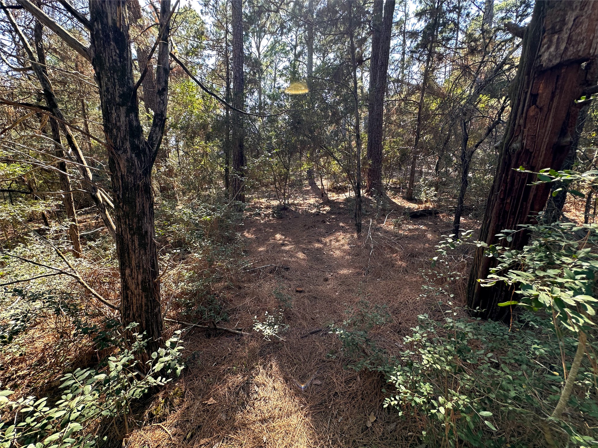 Tbd Hula Lane Bastrop, TX 78602 - Photo 3 of 22 View of woods