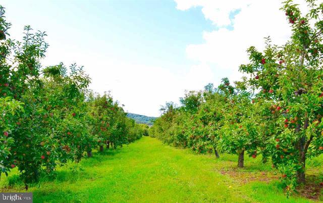 0 Carlisle Road Aspers, PA 17304 - Photo 26 of 31 a view of a big yard with plants and large trees