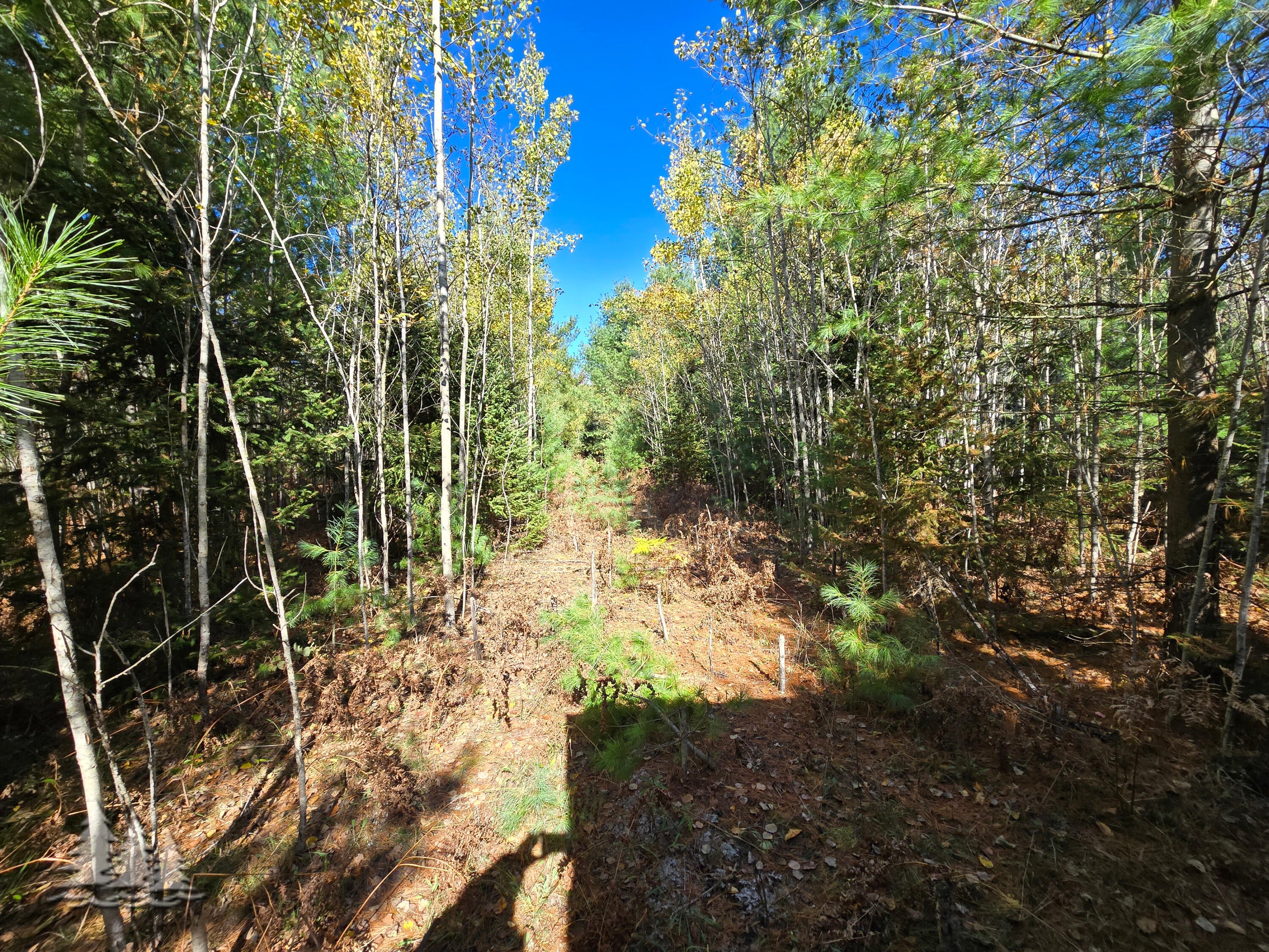 Mcmurphy Road Atlanta, MI 49709 - Photo 25 of 27 Gallery Image 25