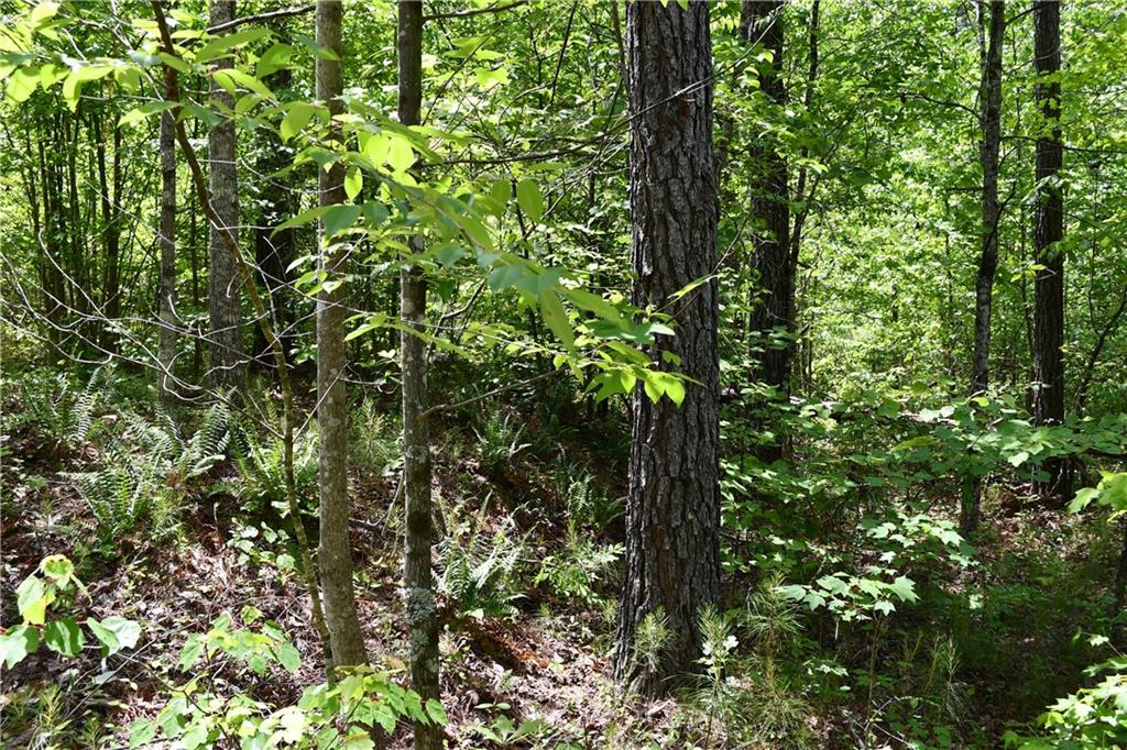 1 Wilson Road Temple, GA 30179 - Photo 38 of 88 a view of a tree