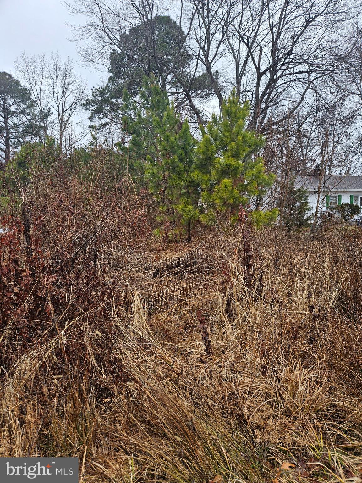 -randall Rd Randall Road Colonial Beach, VA 22443 - Photo 2 of 3 a view of a yard with a tree
