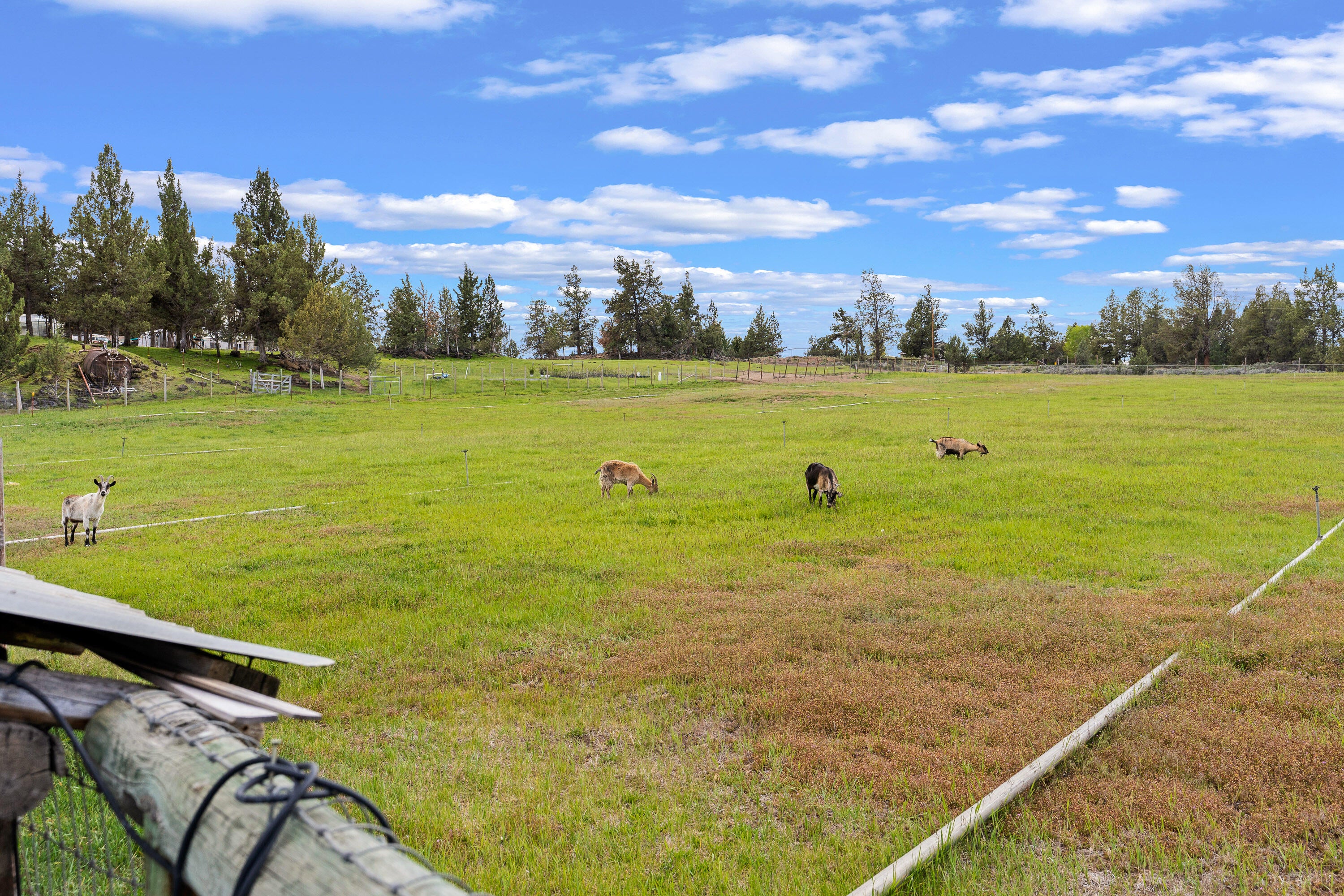 62760 Dixon Loop Bend, OR 97701 - Photo 60 of 69 56 pasture