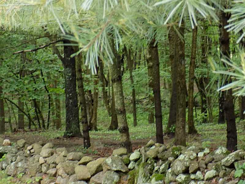 87 Mt Hygeia Road Foster, RI 02825 - Photo 4 of 25 View. Stone walls throughout property