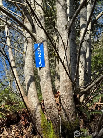 a view of a tree in the background