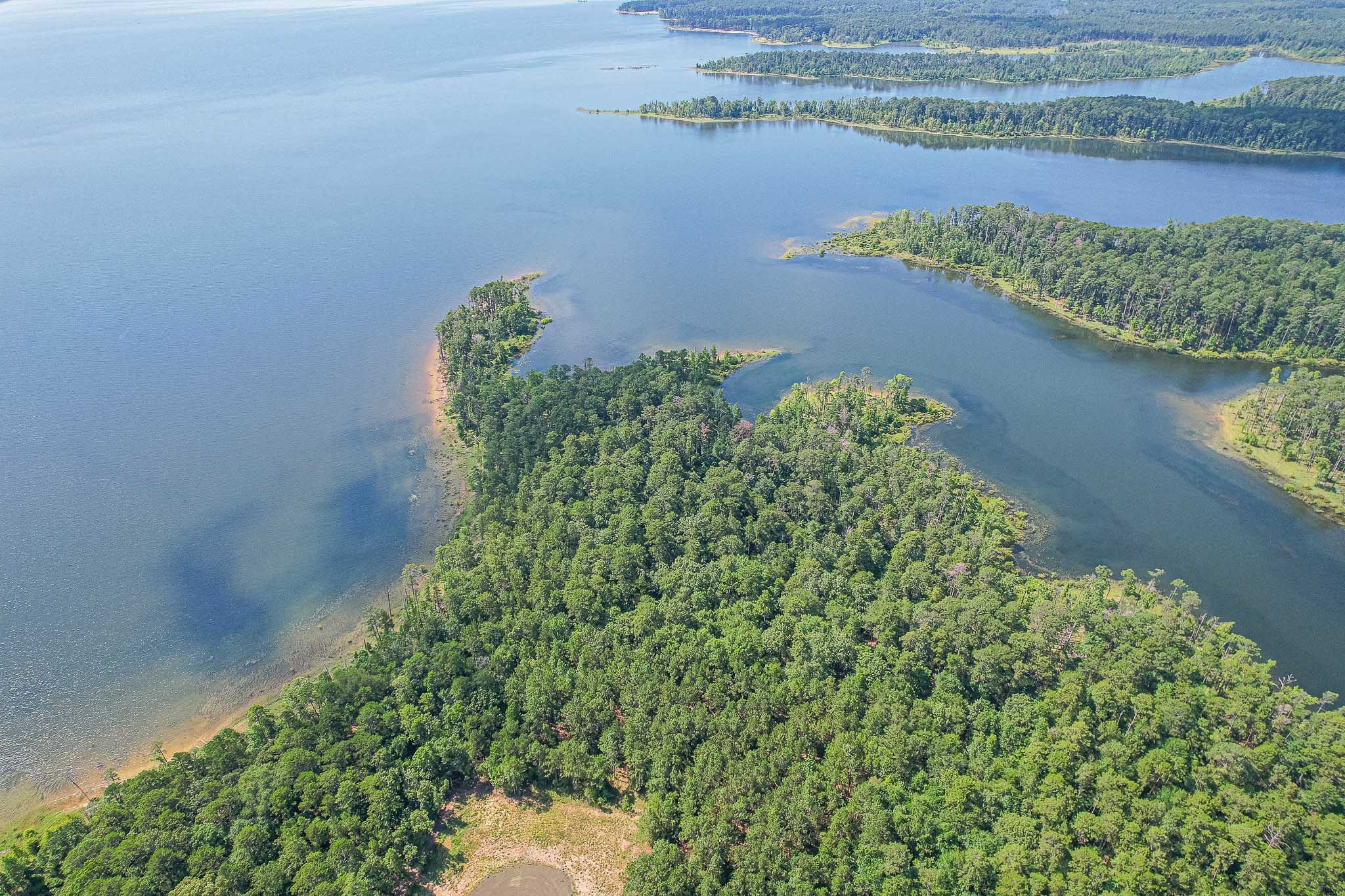 a close up of a plant in a garden