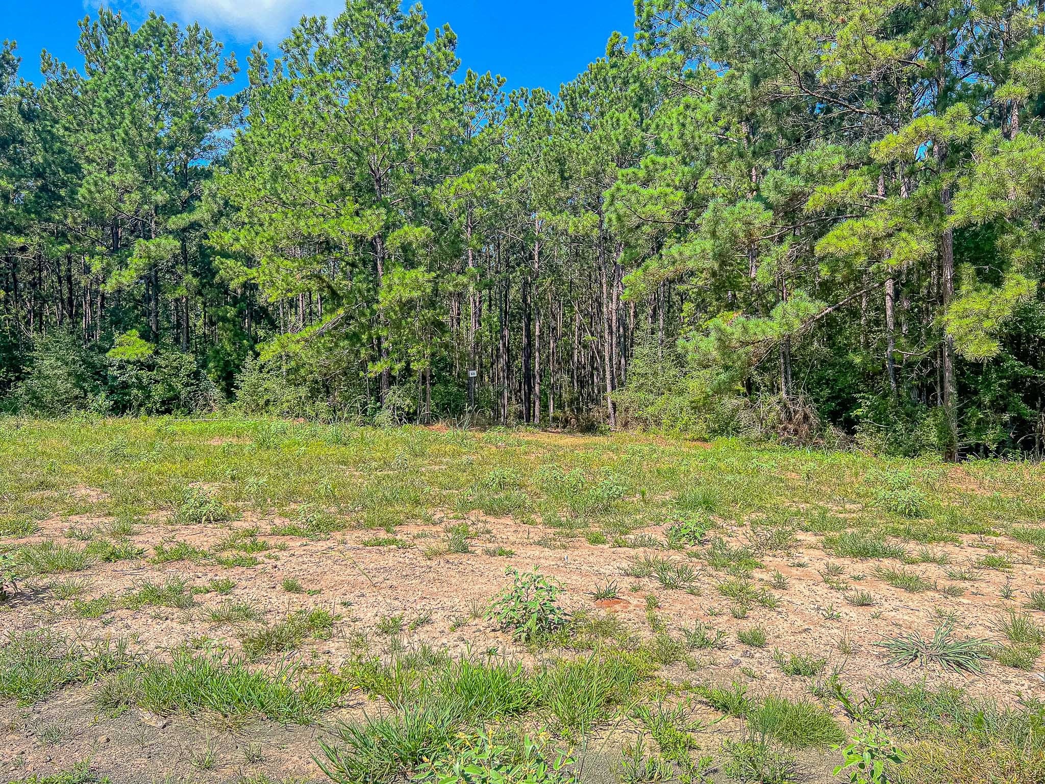 60 Fm 705 Broaddus, TX 75929 - Photo 7 of 11 a view of a field with trees