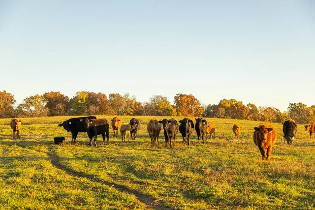 $449,000 | 32904 East 179th Street, Pleasant Hill, MO 64080