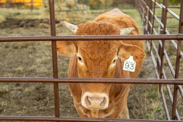 $449,000 | 32904 East 179th Street, Pleasant Hill, MO 64080