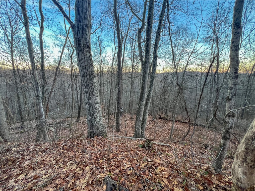 44886 Ludolph Ridge Road New Matamoras, OH 45767 - Photo 26 of 42 View of nature