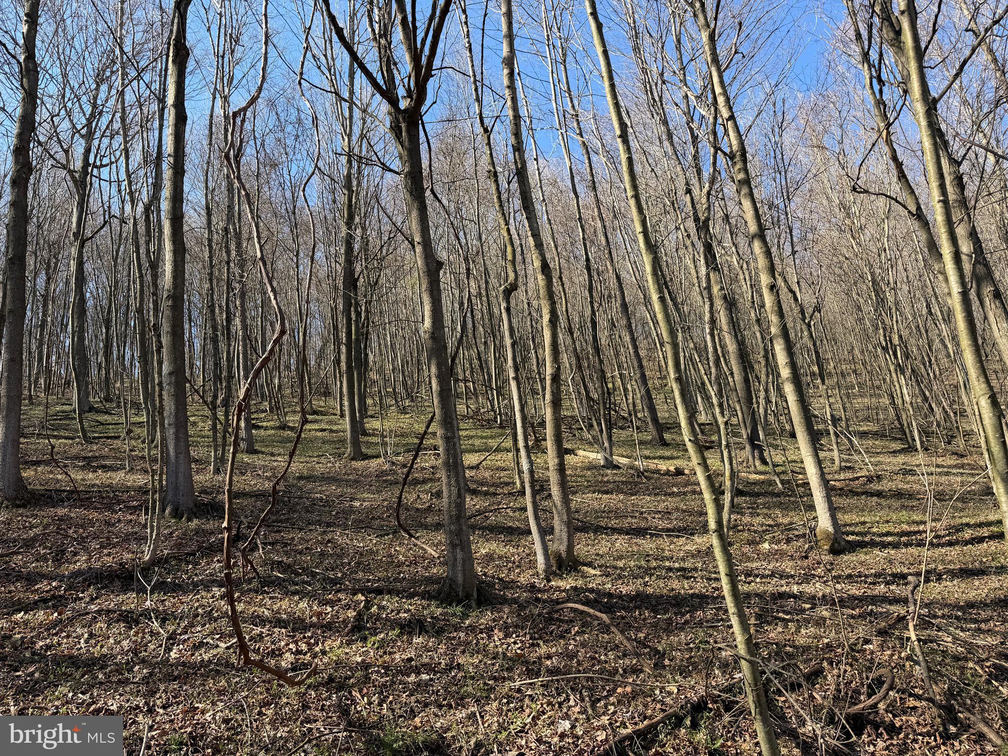 129-acres Black Hollow Road Schellsburg, PA 15559 - Photo 49 of 72 a view of a backyard with pathway
