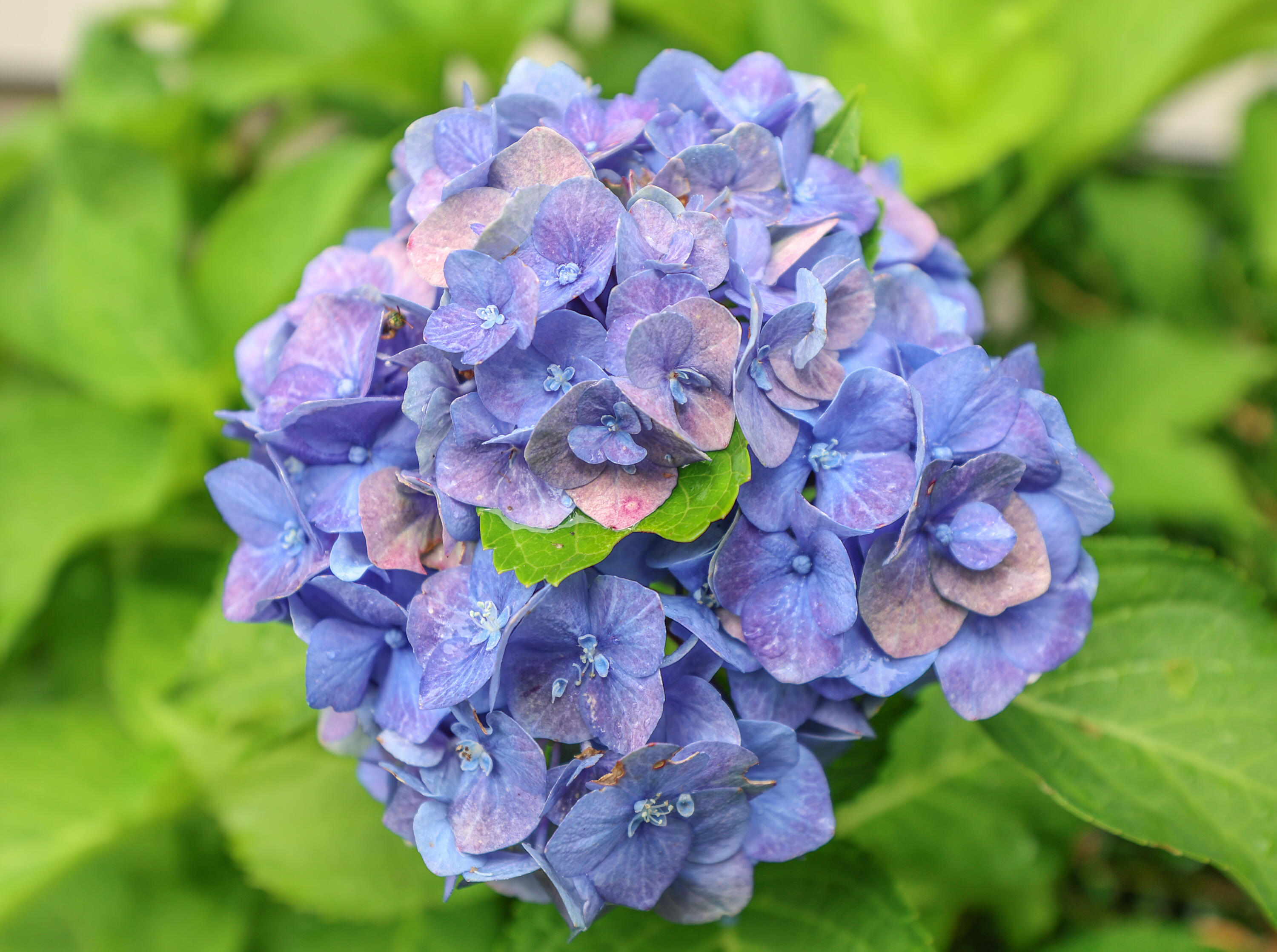 1 Benaiah Littlefield Road Kennebunk, ME 04043 - Photo 13 of 68 Garden Flower