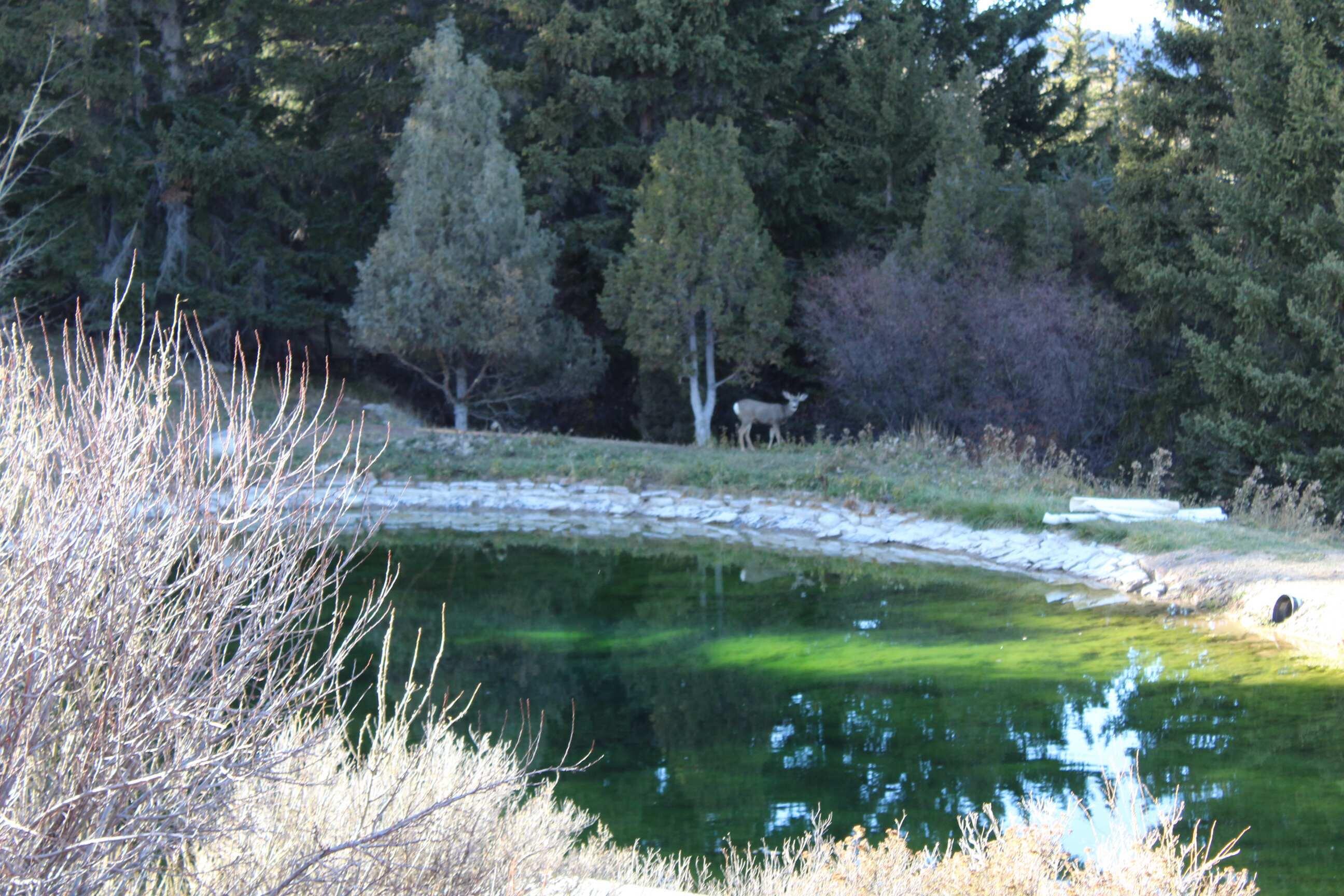 65 Bald Mountain Road Dubois, WY 82513 - Photo 8 of 23 IMG_0073
