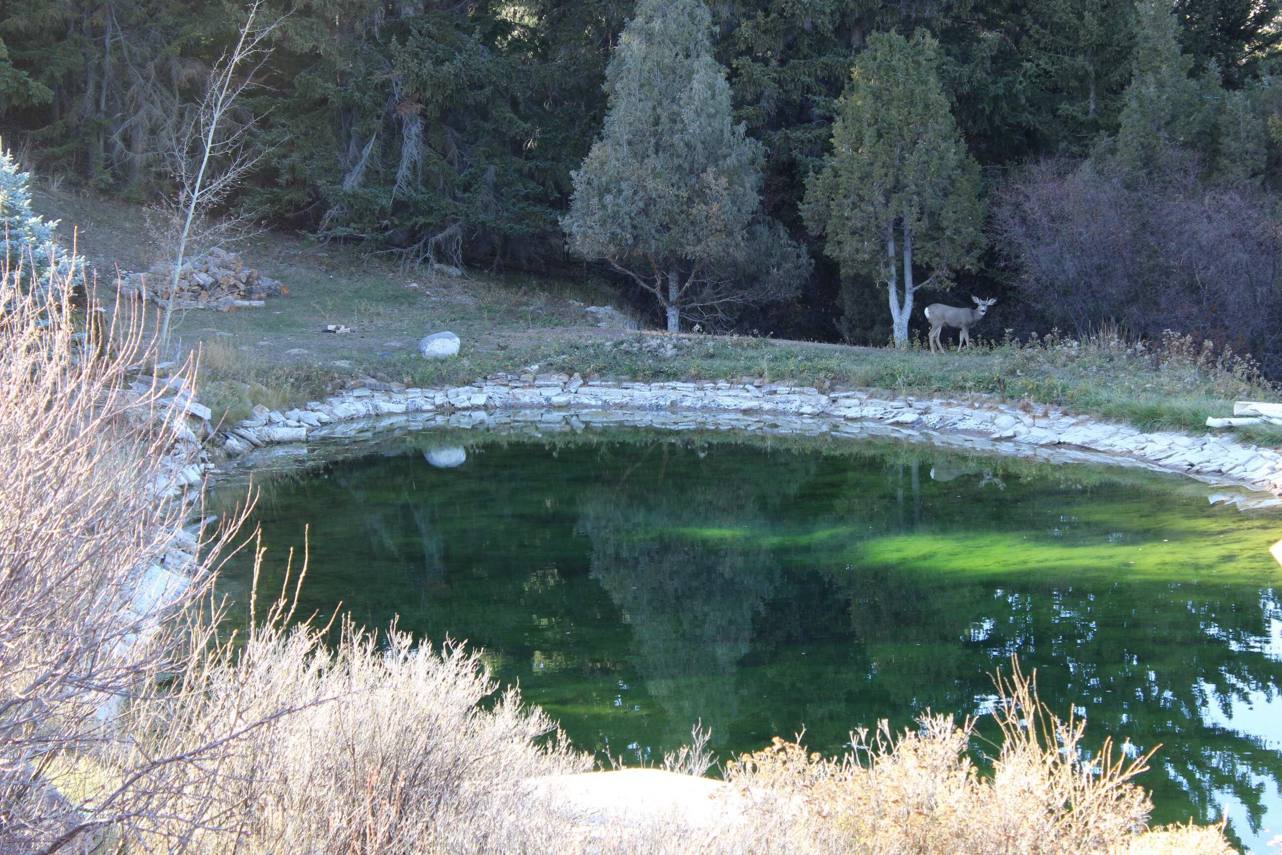 65 Bald Mountain Road Dubois, WY 82513 - Photo 9 of 23 IMG_0074