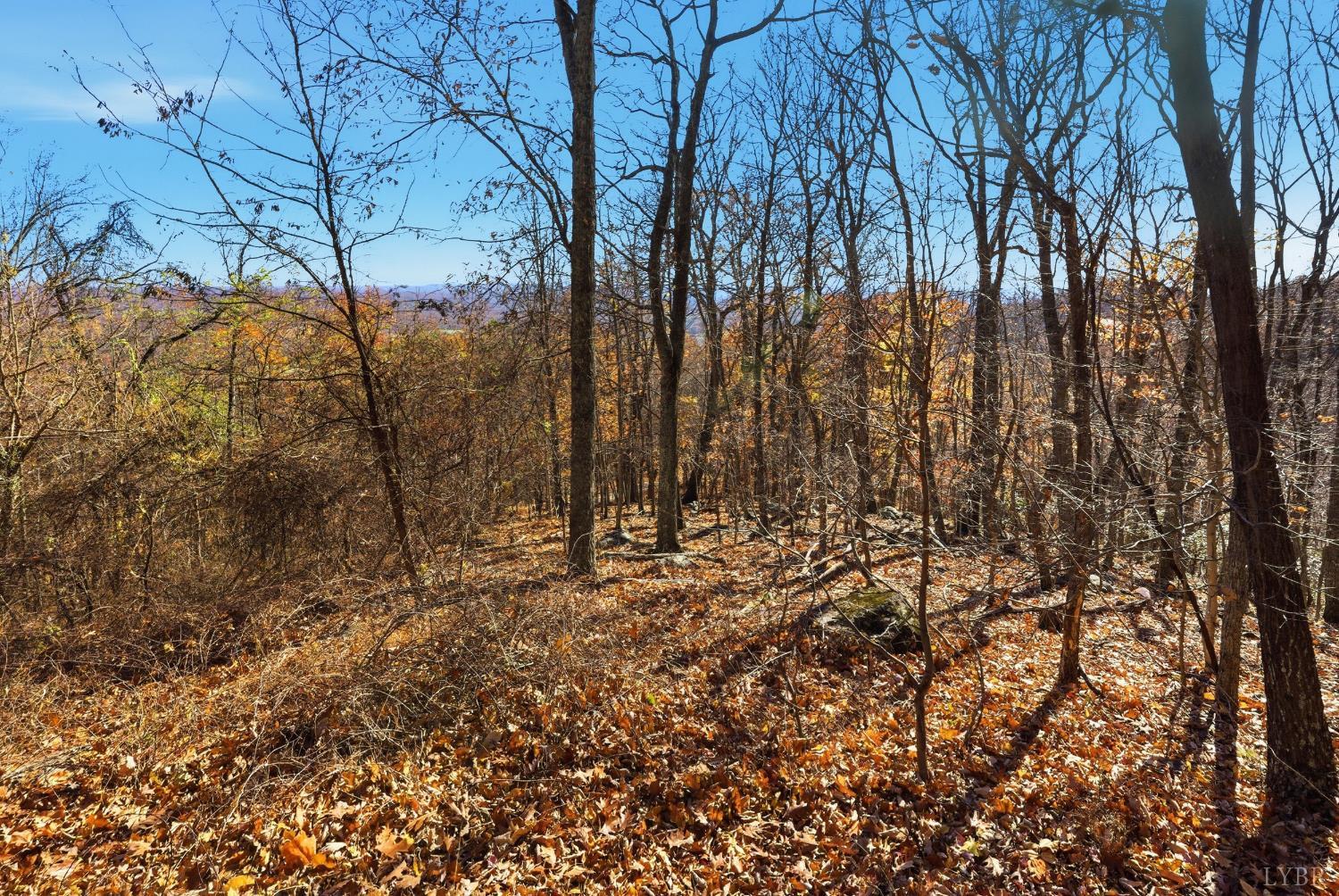 371 Hawks Nest Road Monroe, VA 24574 - Photo 38 of 51 a view of covered with trees