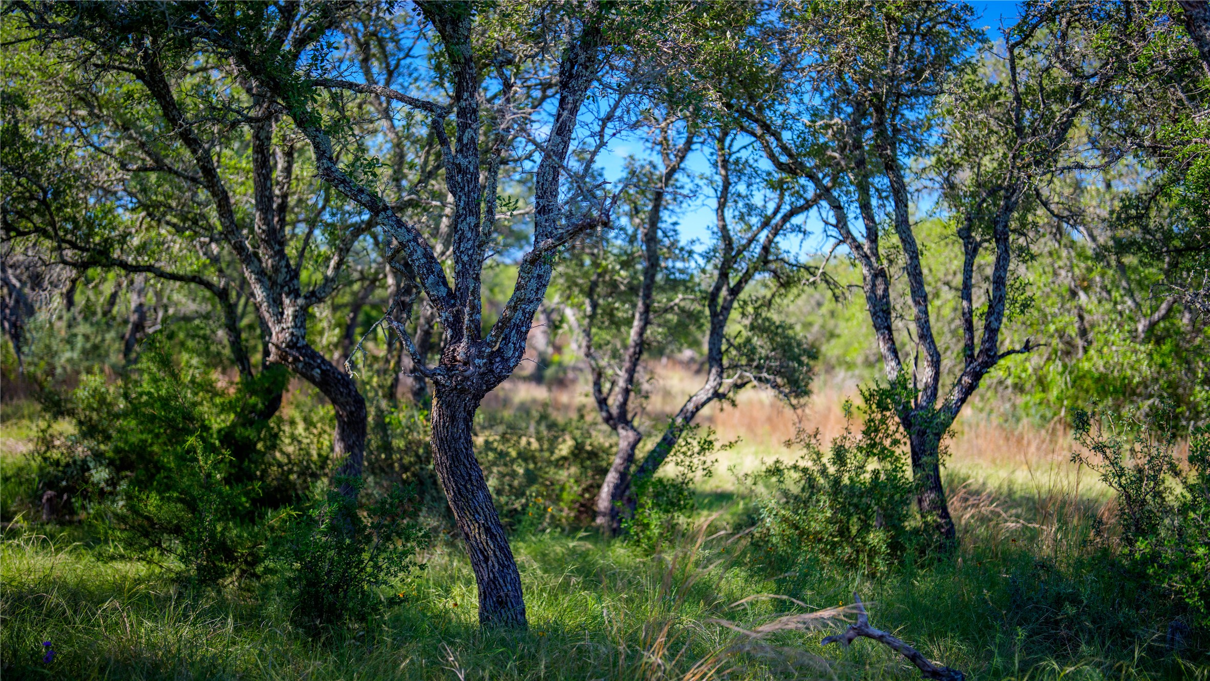 3276 Link Road Doss, TX 78618 - Photo 22 of 35 a backyard of a house with lots of trees