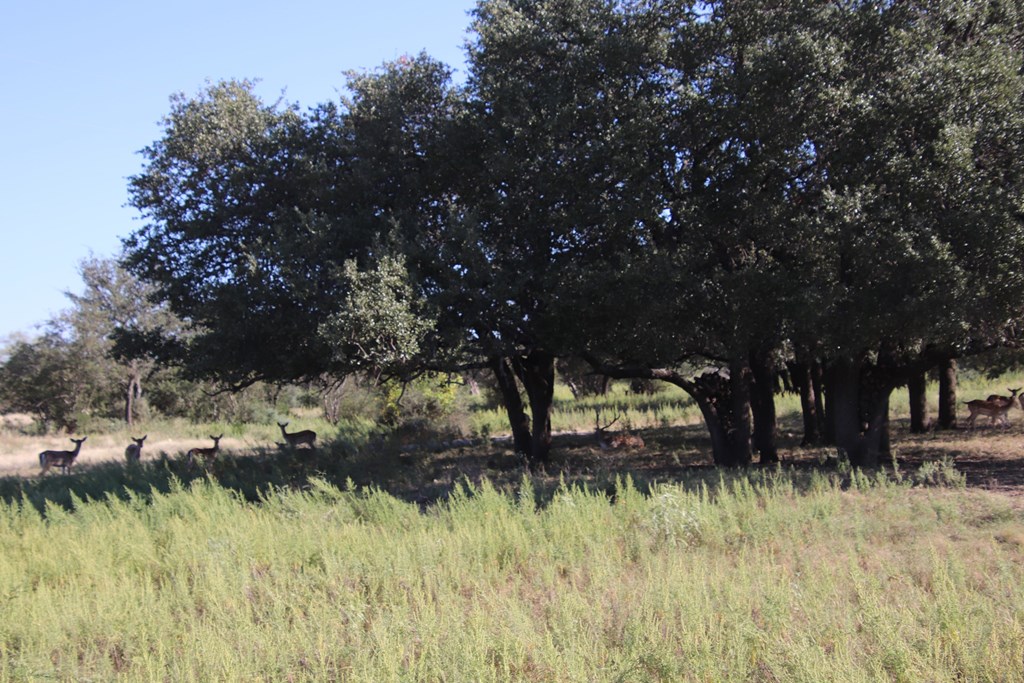 3618 Sd 52100 Rocksprings, TX 78880 - Photo 25 of 88