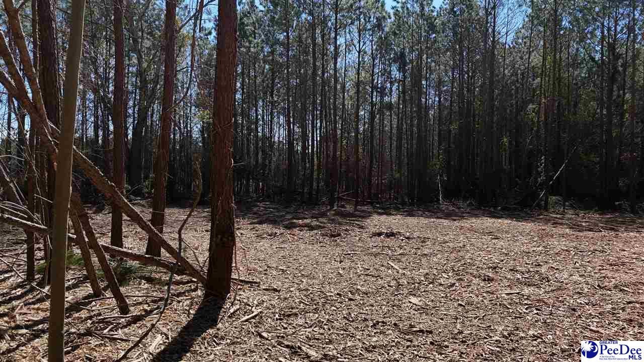 Tbd Middendorf Road Hartsville, SC 29550 - Photo 7 of 7 Gallery Image 7