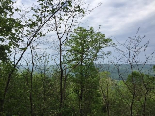 22 Jackson Point Road Sewanee, TN 37375 - Photo 3 of 14 Gallery Image 3
