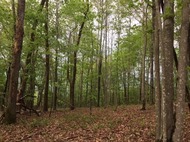 22 Jackson Point Road Sewanee, TN 37375 - Photo 6 of 14 Gallery Image 6