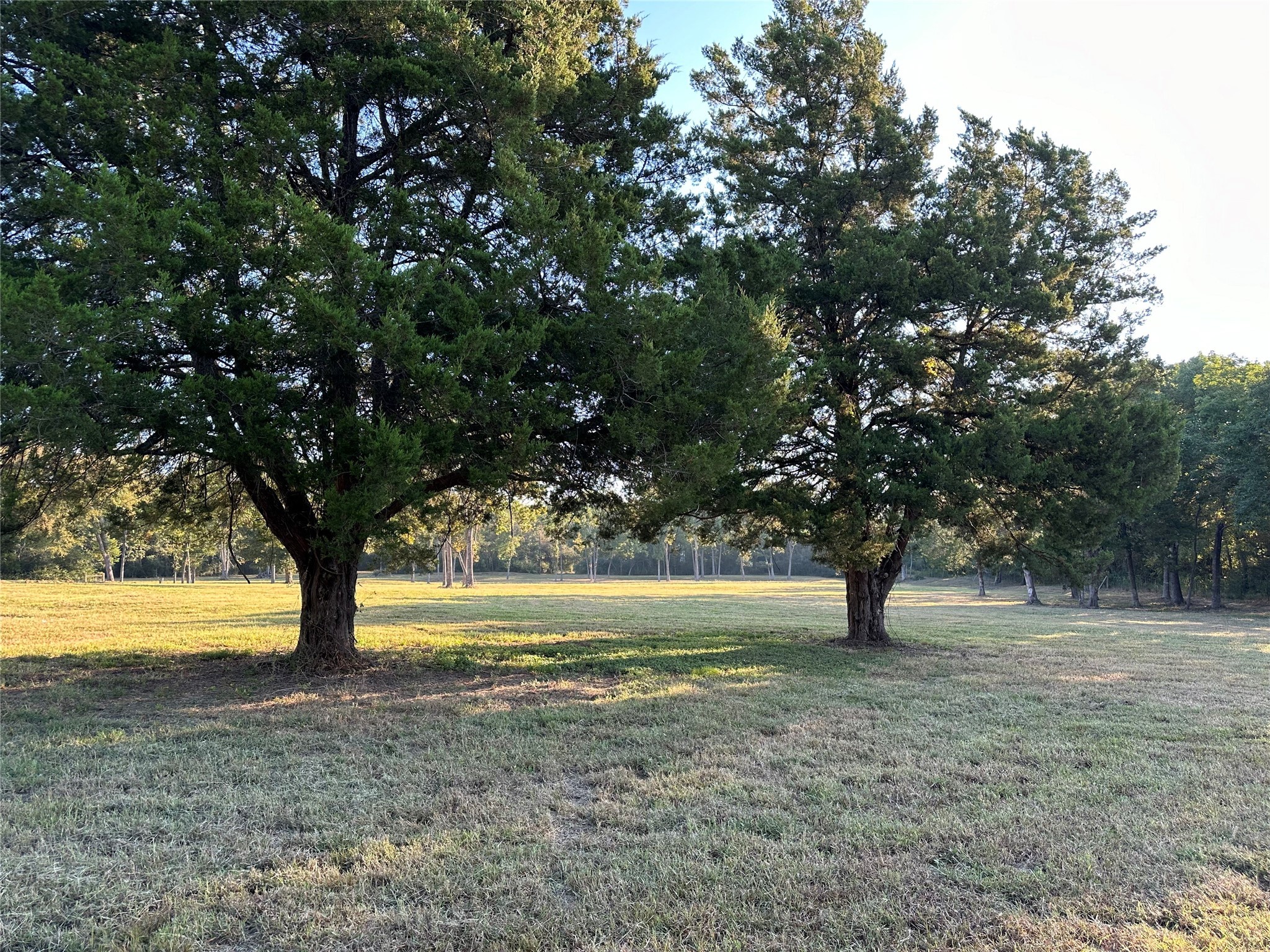612 Worsham Street Montgomery, TX 77356 - Photo 16 of 18 a view of an outdoor space with yard