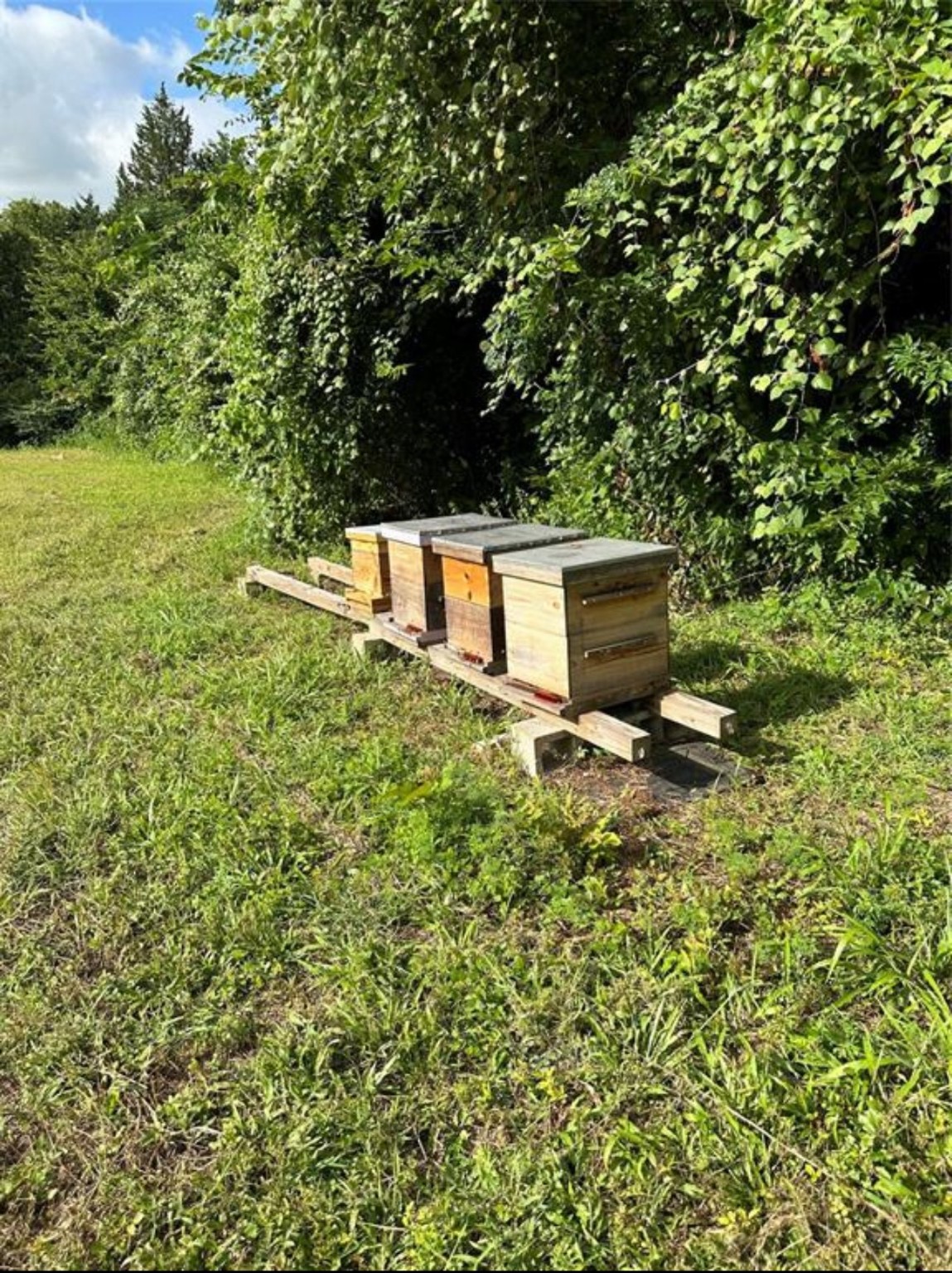 612 Worsham Street Montgomery, TX 77356 - Photo 5 of 18 a view of a back yard