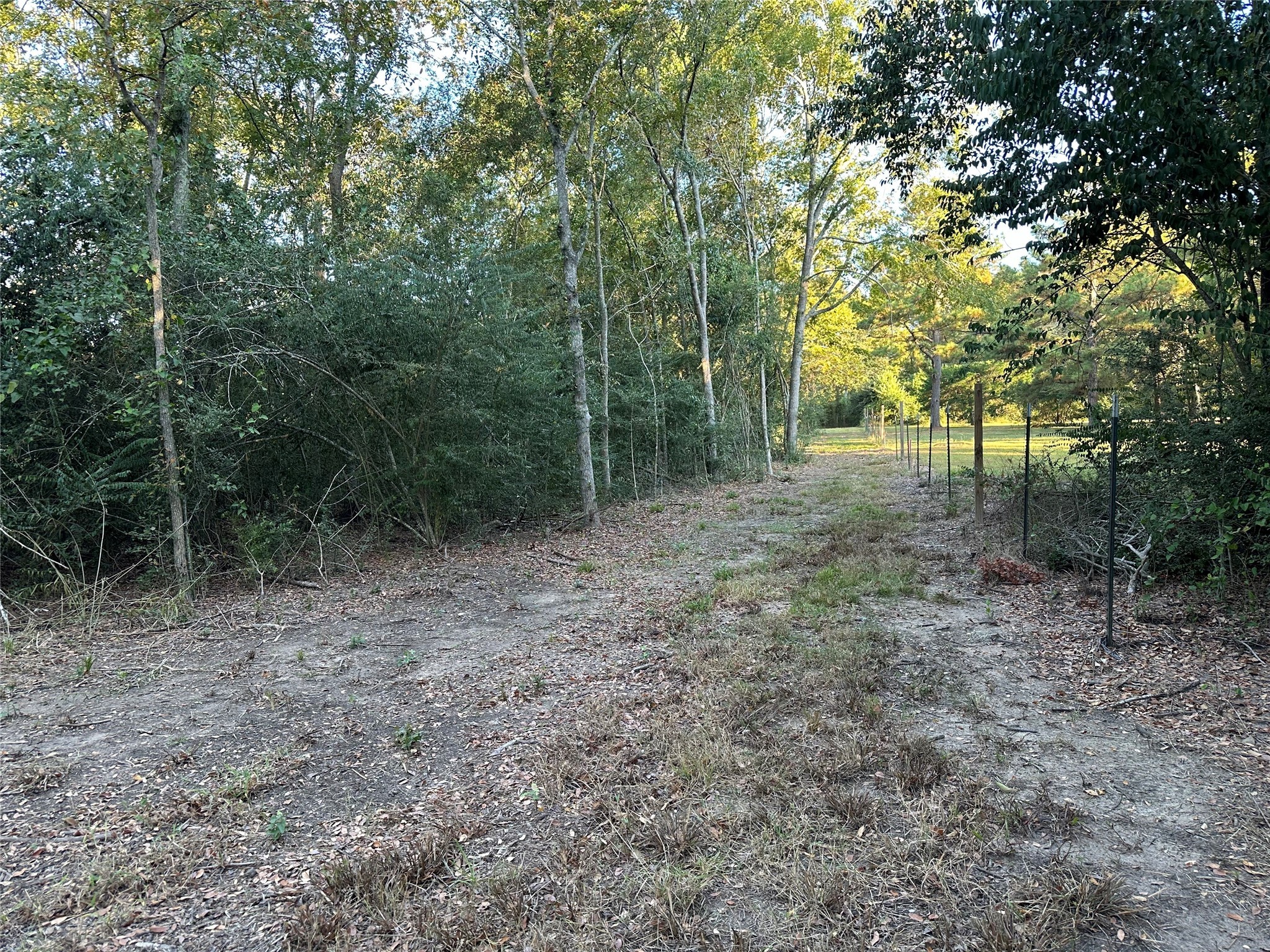 612 Worsham Street Montgomery, TX 77356 - Photo 8 of 18 a view of a forest with trees in the background