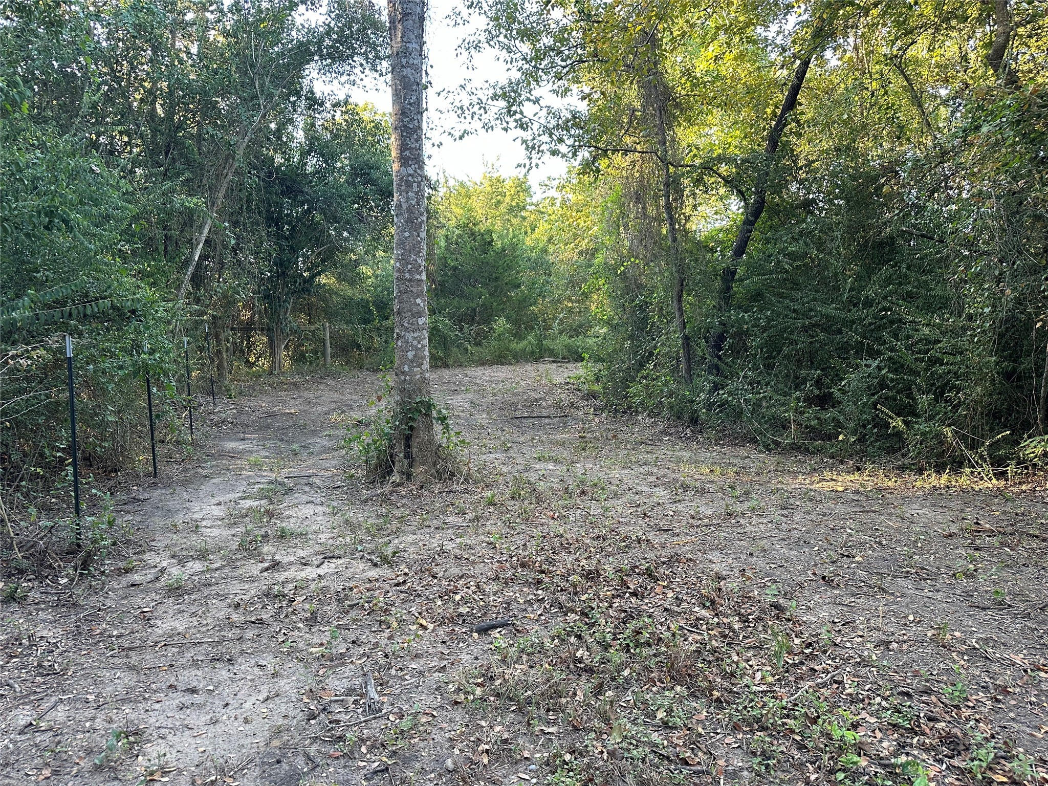 612 Worsham Street Montgomery, TX 77356 - Photo 10 of 18 a big yard with lots of green space and fog