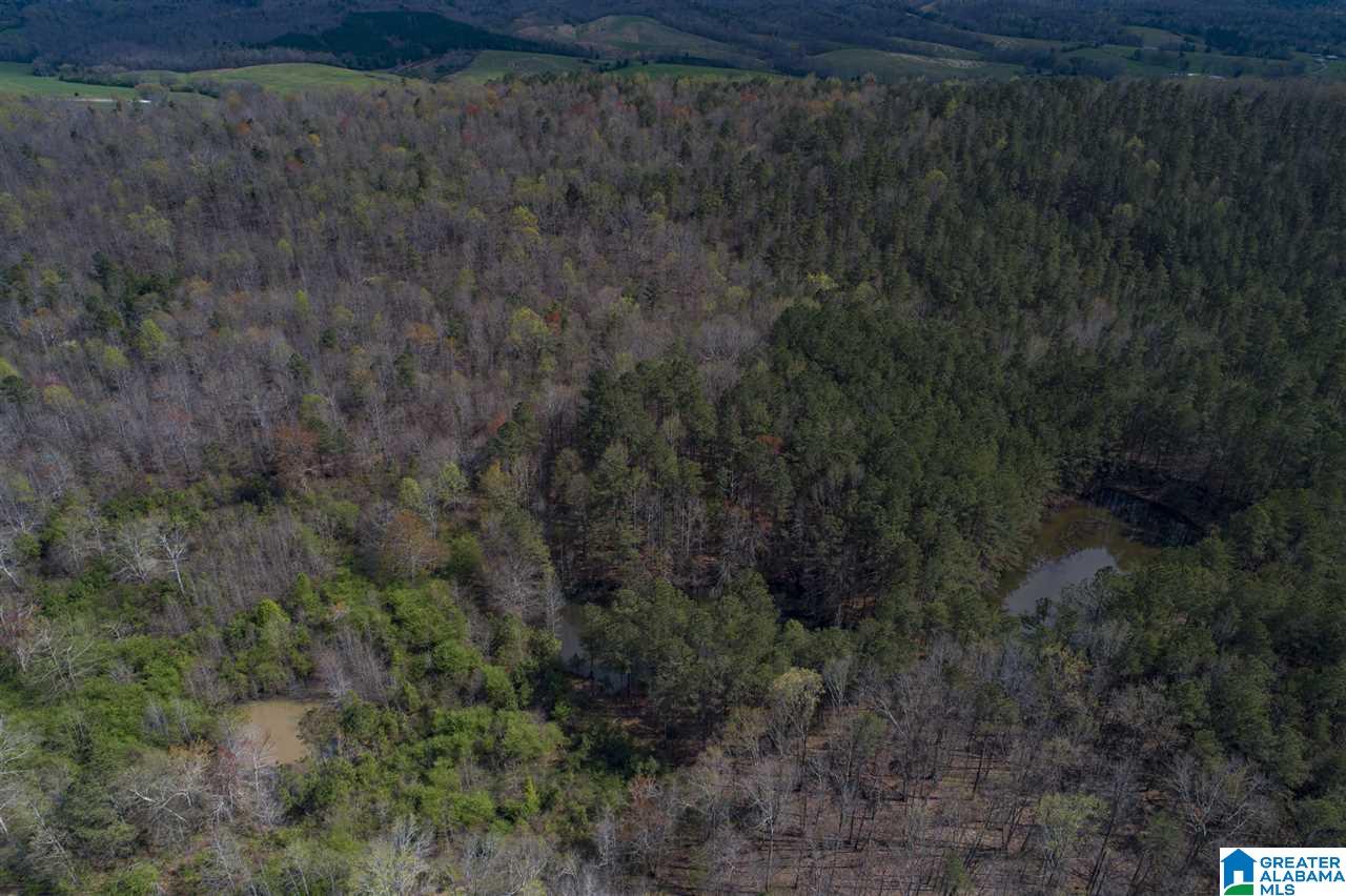 0 Mount Road Blountsville, AL 35031 - Photo 17 of 17