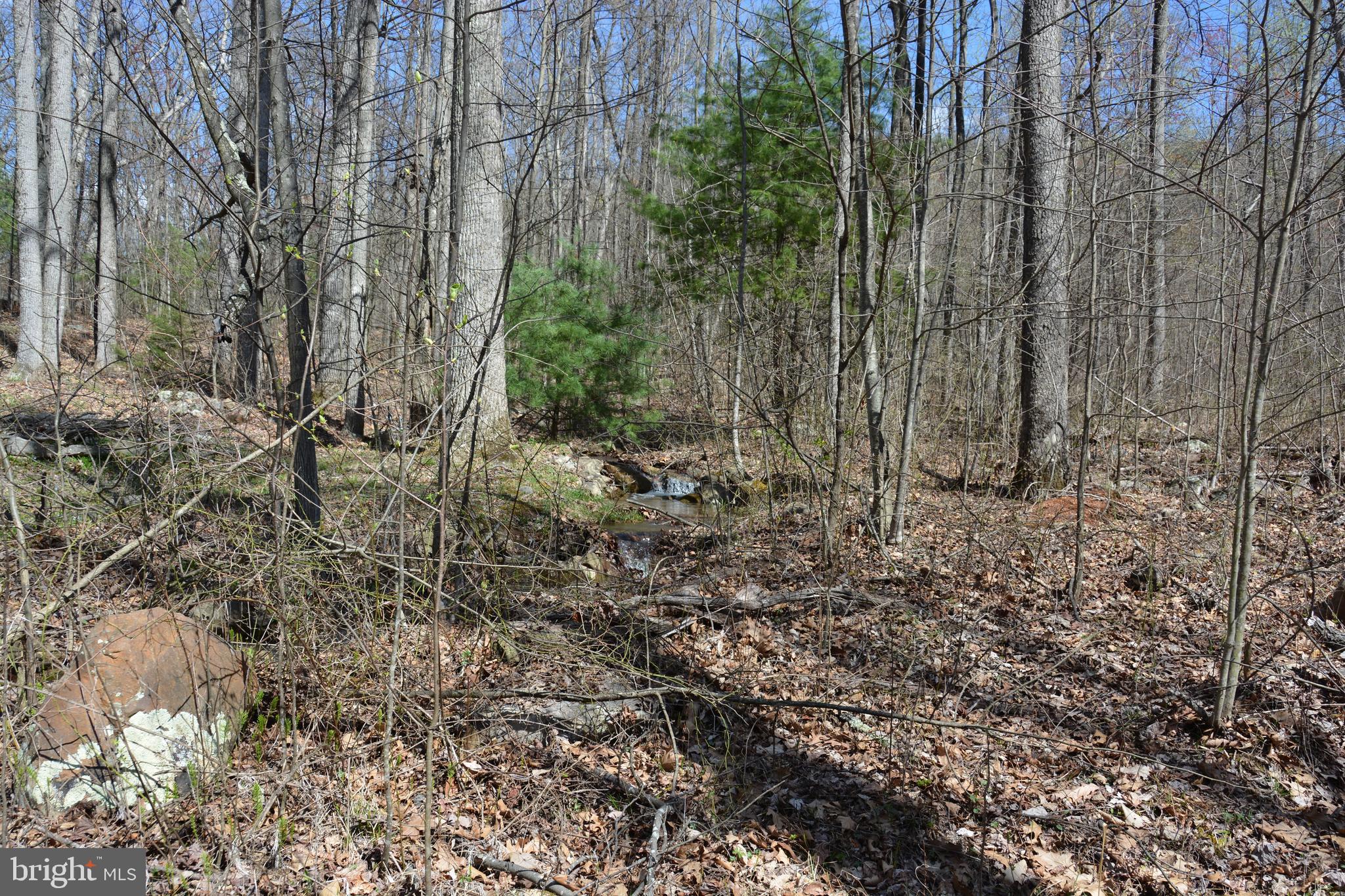 428 Sawlog Road Gore, VA 22637 - Photo 25 of 38 Beautiful land for walking