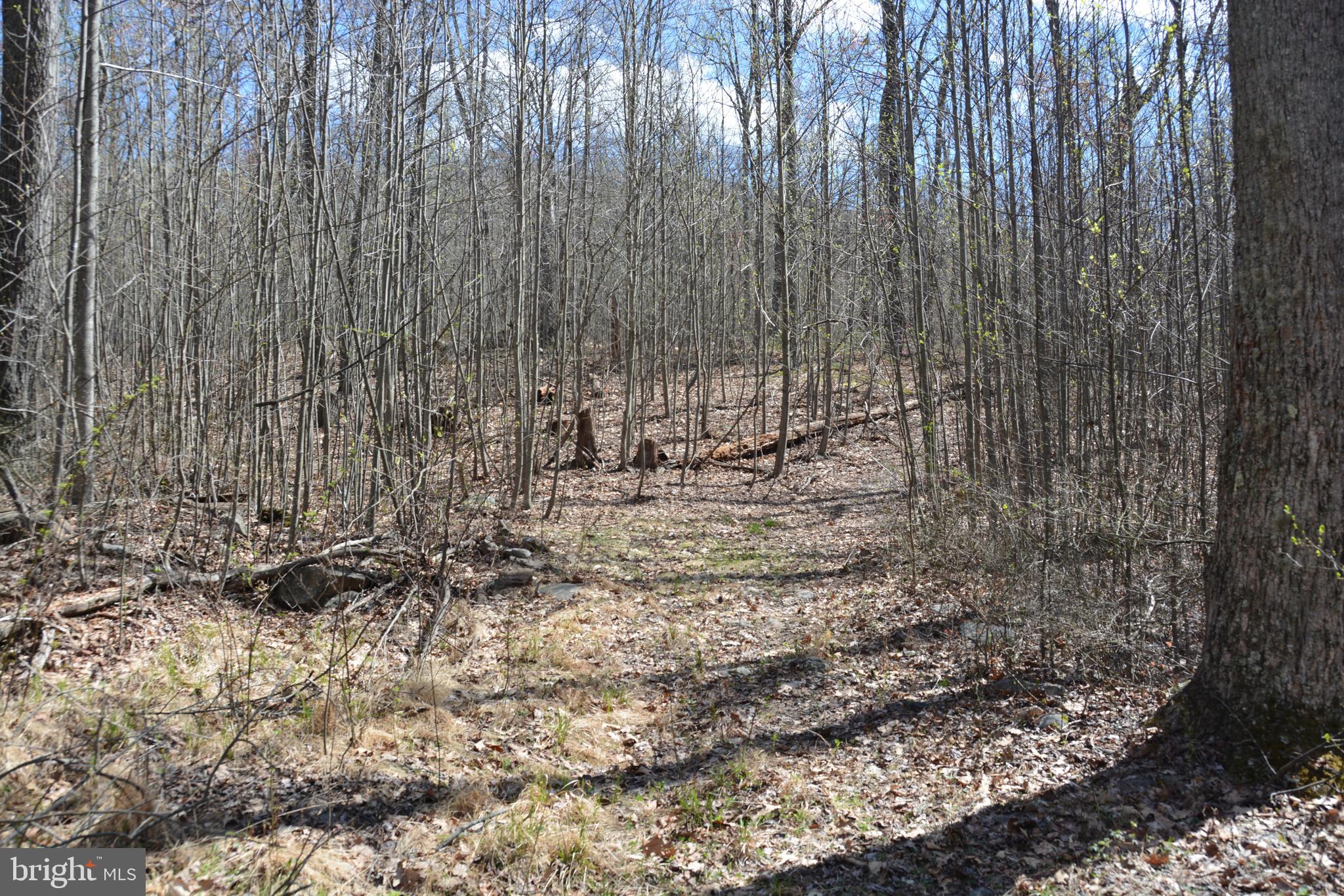 428 Sawlog Road Gore, VA 22637 - Photo 26 of 38 Bring your buddies to hunt.
