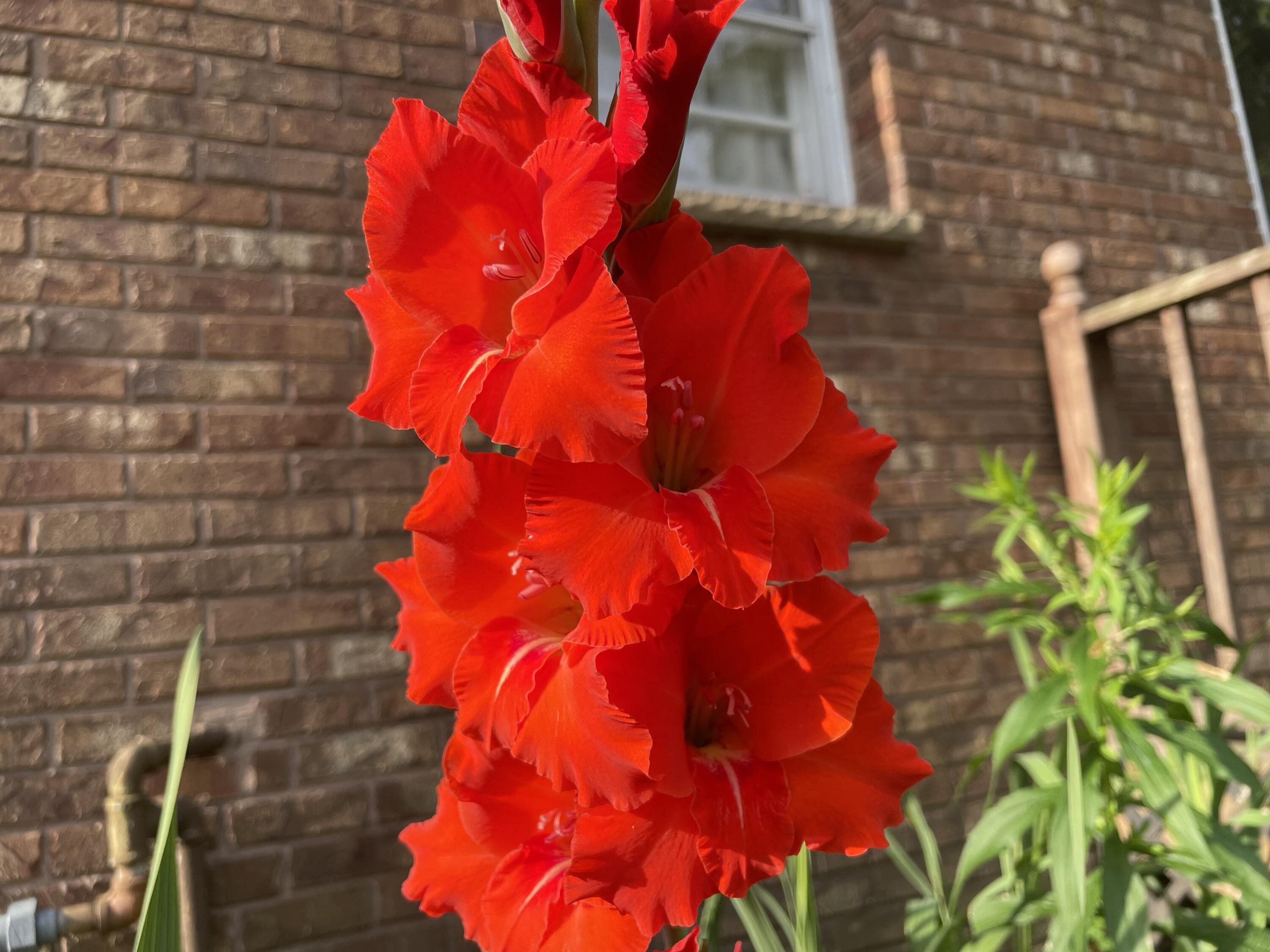 431 Riverside Drive Watervliet, MI 49098 - Photo 26 of 31 Gladiolus