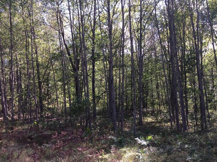 8636 11 Mile Road Mecosta, MI 49332 - Photo 20 of 28 DEMWP_3643