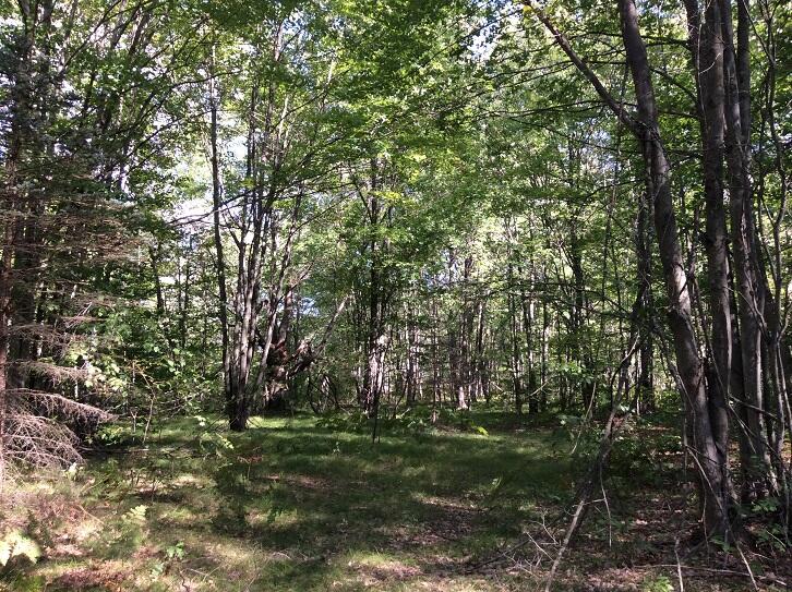 8636 11 Mile Road Mecosta, MI 49332 - Photo 22 of 28 DEMWP_3645