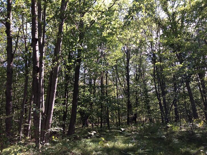 8636 11 Mile Road Mecosta, MI 49332 - Photo 23 of 28 DEMWP_3646