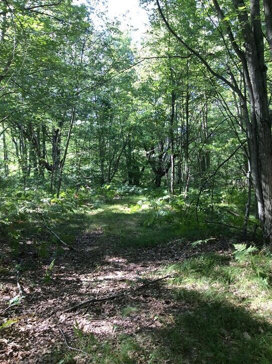 8636 11 Mile Road Mecosta, MI 49332 - Photo 24 of 28 DEMWP_3647