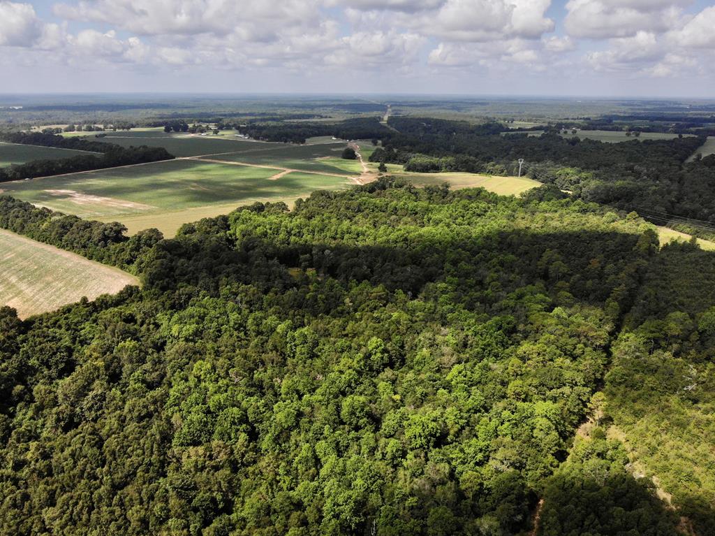 318.5-ac Goose Hollow Road Geneva, AL 36340 - Photo 48 of 50