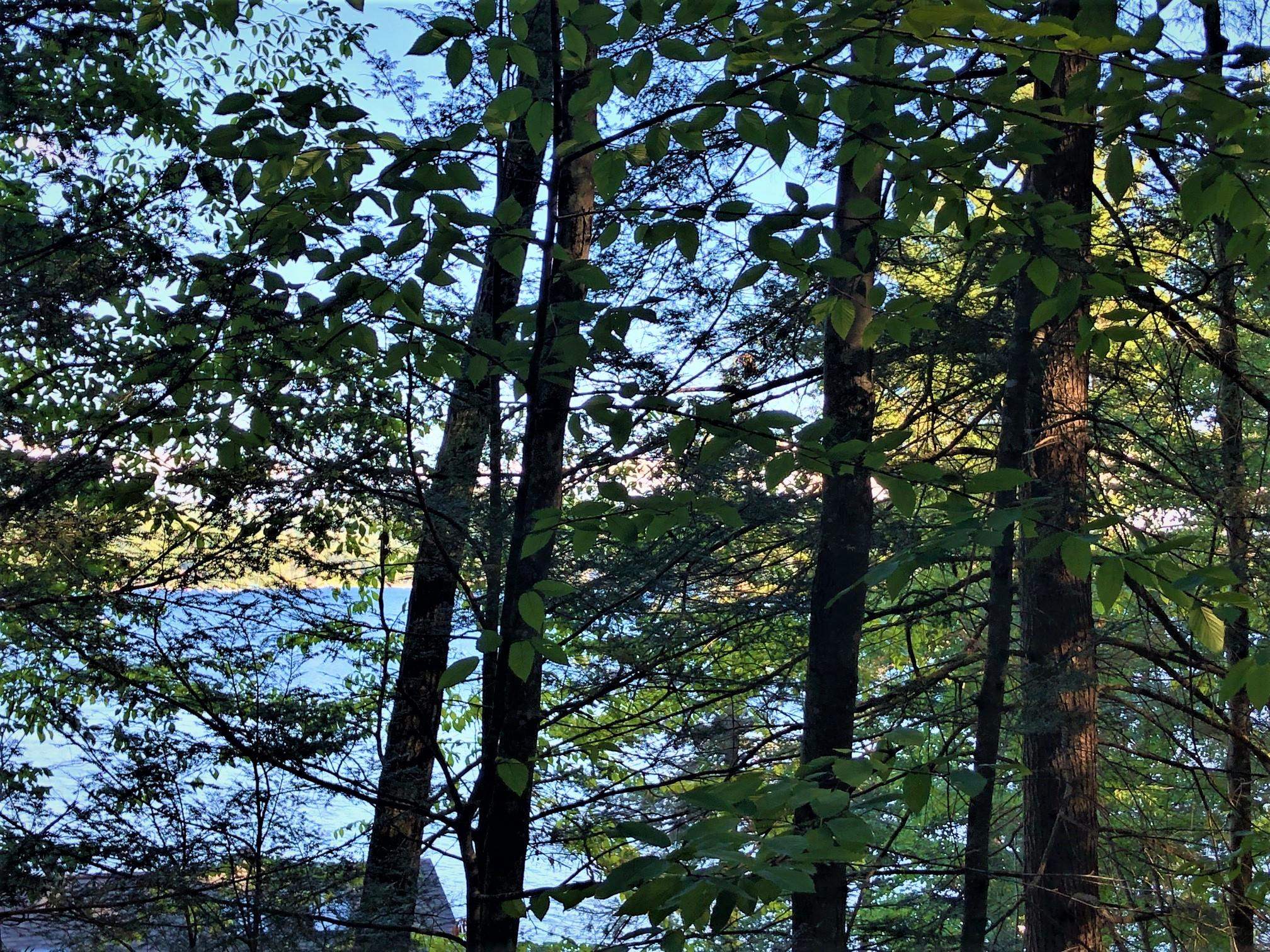 0 North Shore Road Spofford, NH 03462 - Photo 8 of 10