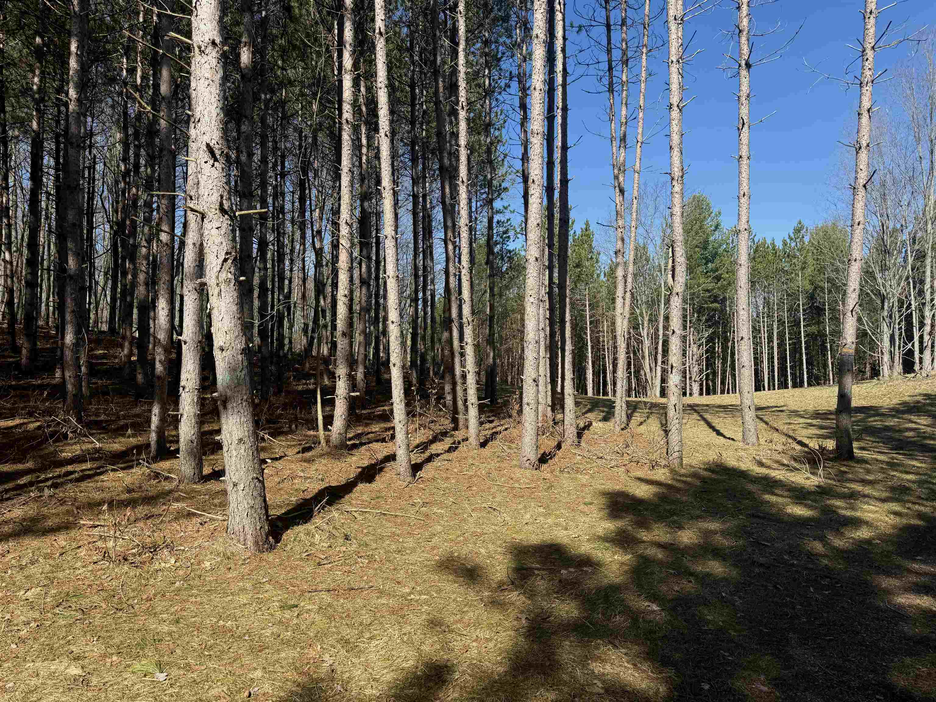 3041 Dockery Road East, Unit LOT: 2 Williamsburg, MI 49690 - Photo 12 of 18