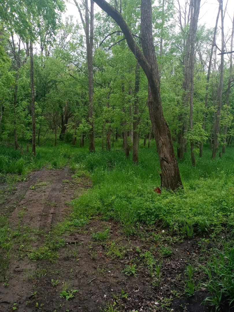 7000 East Scully Road Gardner, IL 60424 - Photo 12 of 15 a view of a lush green forest