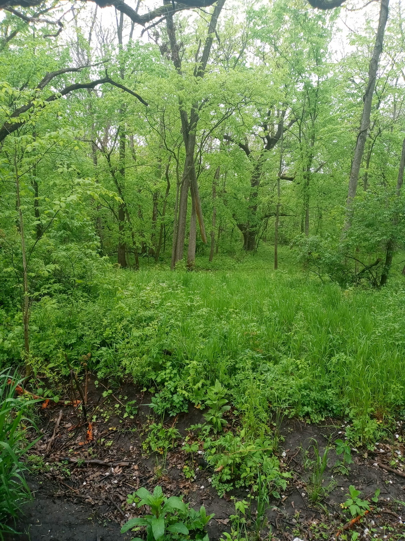 7000 East Scully Road Gardner, IL 60424 - Photo 13 of 15 a view of a lush green forest