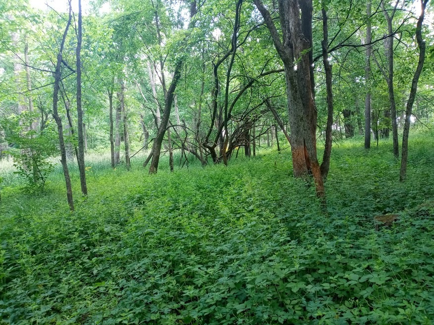 7000 East Scully Road Gardner, IL 60424 - Photo 14 of 15 a big yard with lots of green space and deers