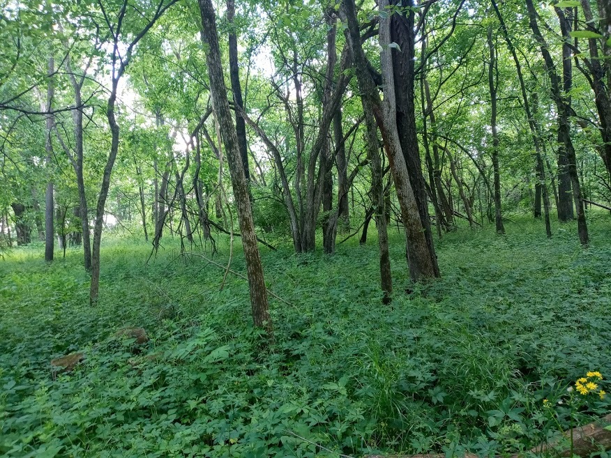 7000 East Scully Road Gardner, IL 60424 - Photo 15 of 15 a big yard with lots of green space and trees