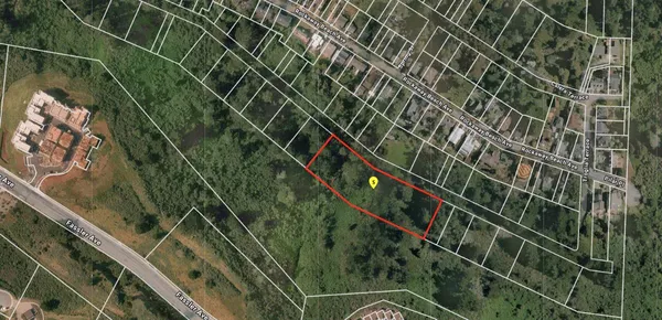 a close up of a plant in a garden