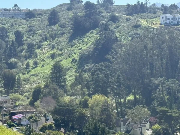 a picture of trees