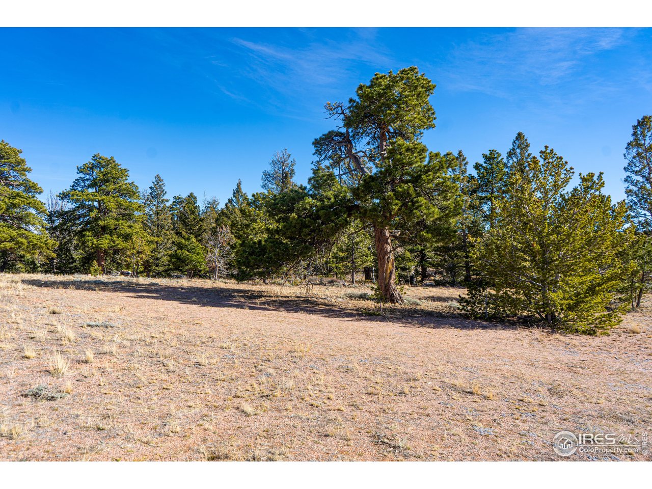 0 Wilderness Ranch Road Livermore, CO 80536 - Photo 7 of 16 a view of a yard with a tree