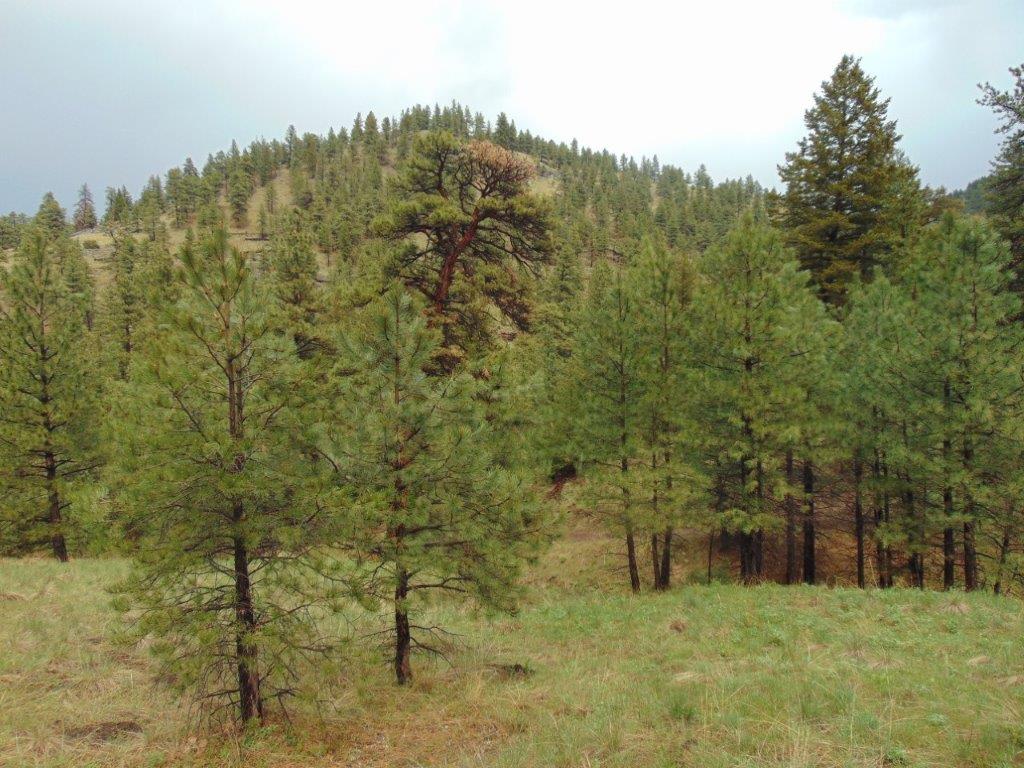 Tbd Shady Spring Lane Cascade, MT 59421 - Photo 10 of 78 Gallery Image 10