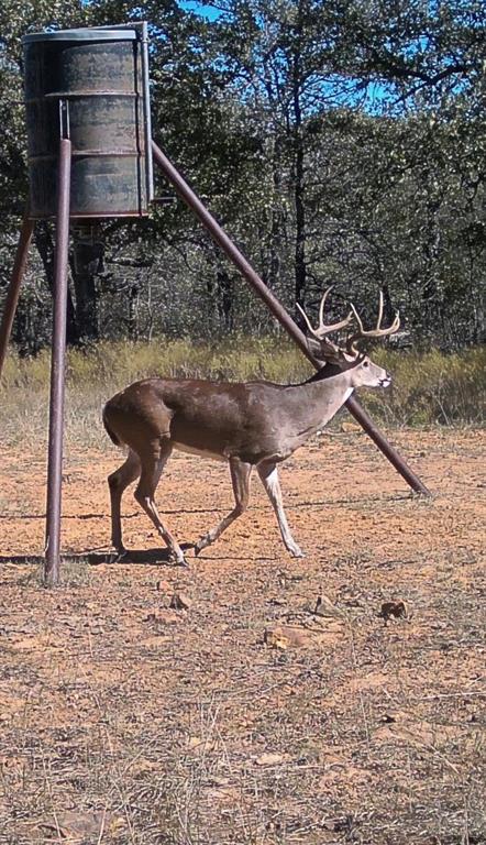 1992 Sand Flat Road Jacksboro, TX 76458 - Photo 35 of 36