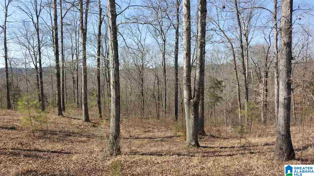 0 Copeland Ferry Road Cordova, AL 35550 - Photo 4 of 6 Gallery Image 4