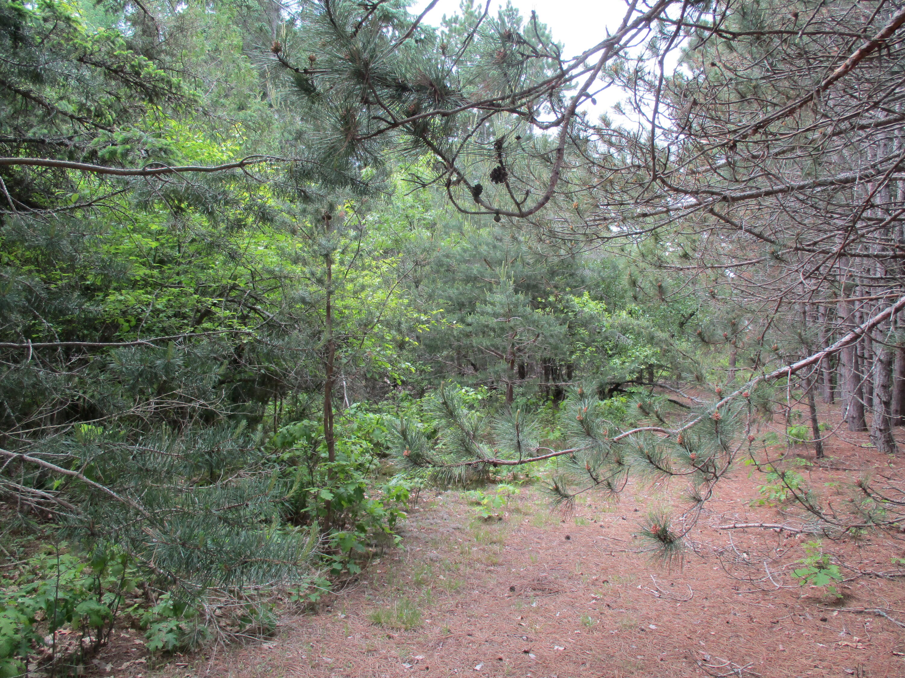 South Grayling Road Roscommon, MI 48653 - Photo 10 of 13 Gallery Image 10