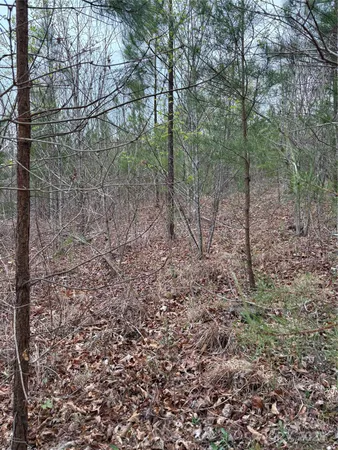 a view of a forest with trees in the background